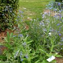 Cynoglossum officinale (4)
